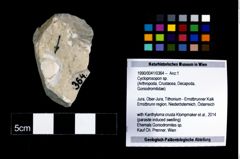 Foto (Objekt + Etikett) von Cycloprosopon sp.  (NHMW-GEO-1990-0041-0364)